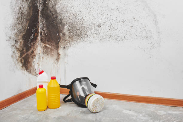 Professional Mold Removal in Escobares, TX