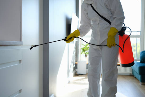 Best Emergency Mold Removal  in Escobares, TX