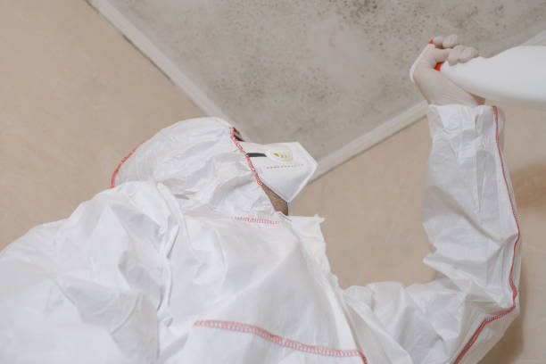 Certified Mold Removal in Escobares, TX