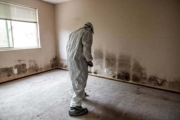 Best Home Mold Removal  in Escobares, TX