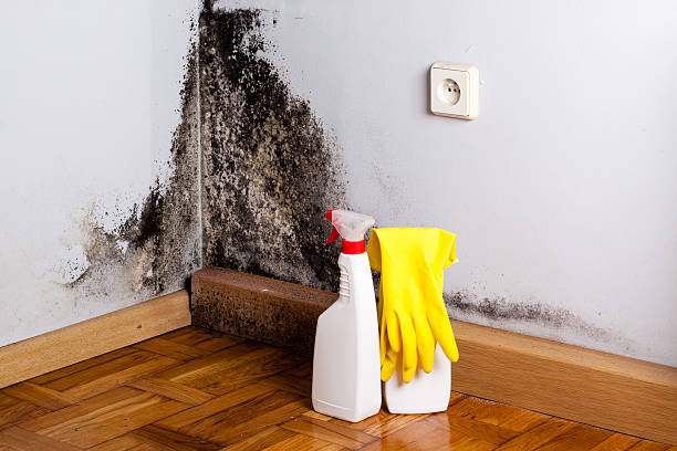 Best Affordable Mold Removal  in Escobares, TX