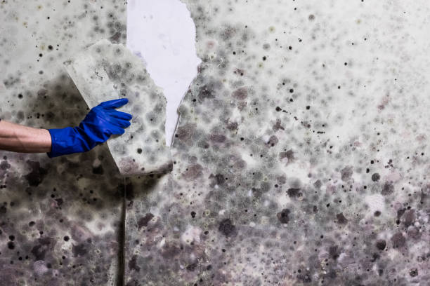 Trusted Escobares, TX Mold Removal Experts